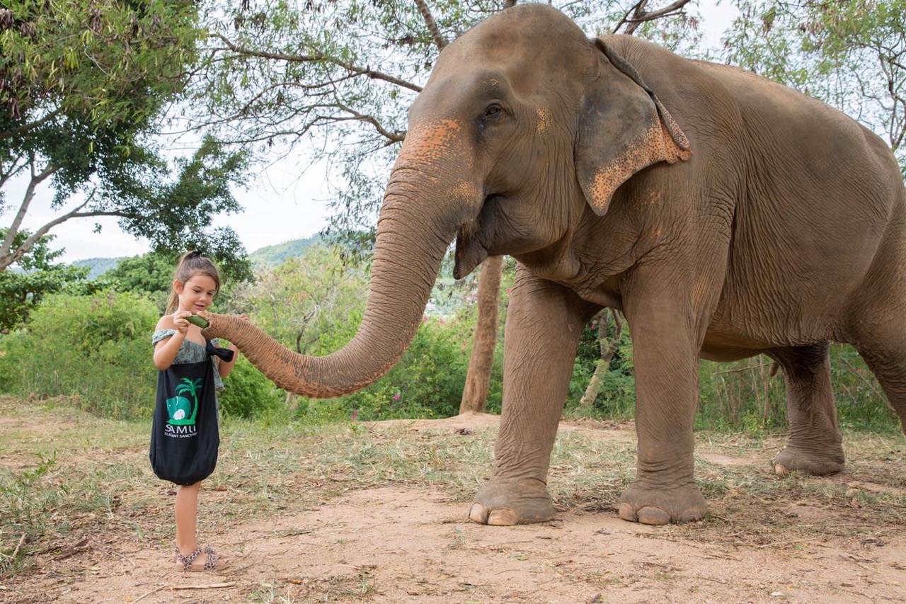 1.37.Casamui_Elephant Sanctuary — крупный размер